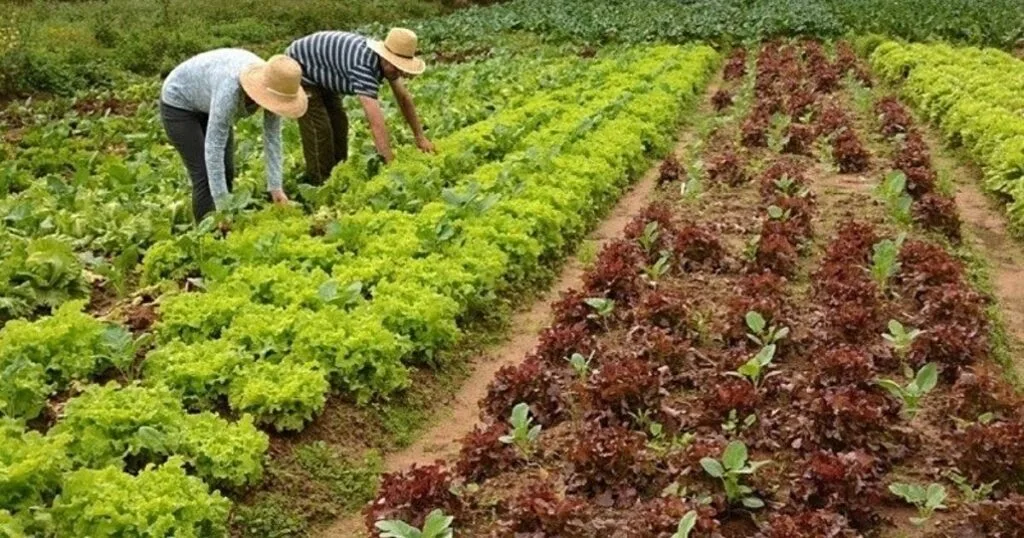Câmara aprova ajuda a agricultores familiares e feirantes
