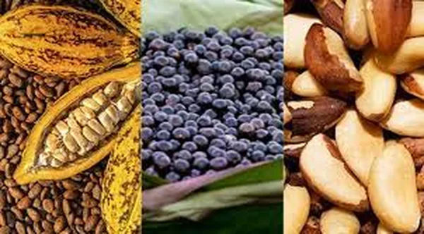 Atenção, Cooperativas do Amapá! Estão abertas inscrições para o edital de Bioeconomia e Cadeias de Valor