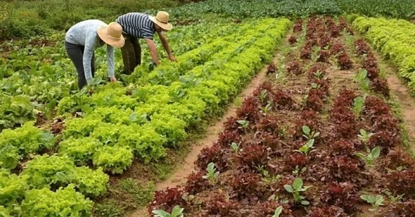 Câmara aprova ajuda a agricultores familiares e feirantes