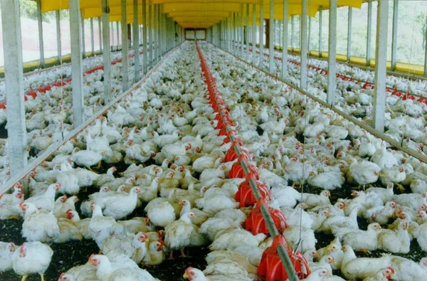 MANTIDA DESONERAÇÃO PARA AVES, SUÍNOS E PEIXES